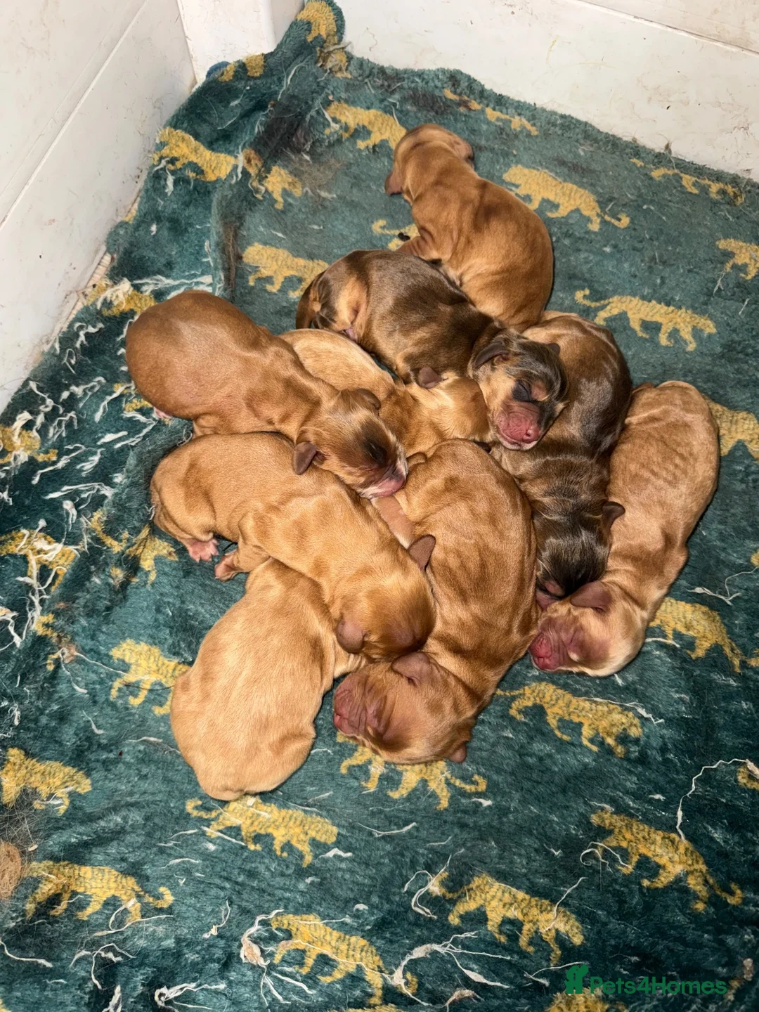 Cocker Spaniel dogs for sale: 🧬Gorgeous Show Cocker Spaniel Puppies 🧬  - Advert 1