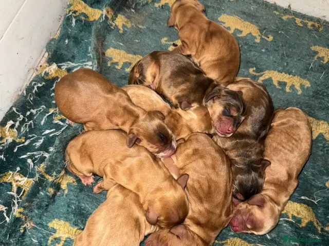 Cocker Spaniel dogs for sale: 🧬Gorgeous Show Cocker Spaniel Puppies 🧬 - Advert 9