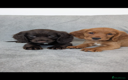 Cocker Spaniel dogs for sale: Beautiful Cocker Spaniel Puppies - Image 2