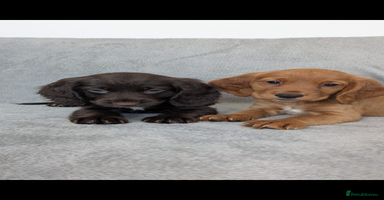 Cocker Spaniel dogs - Advert 14