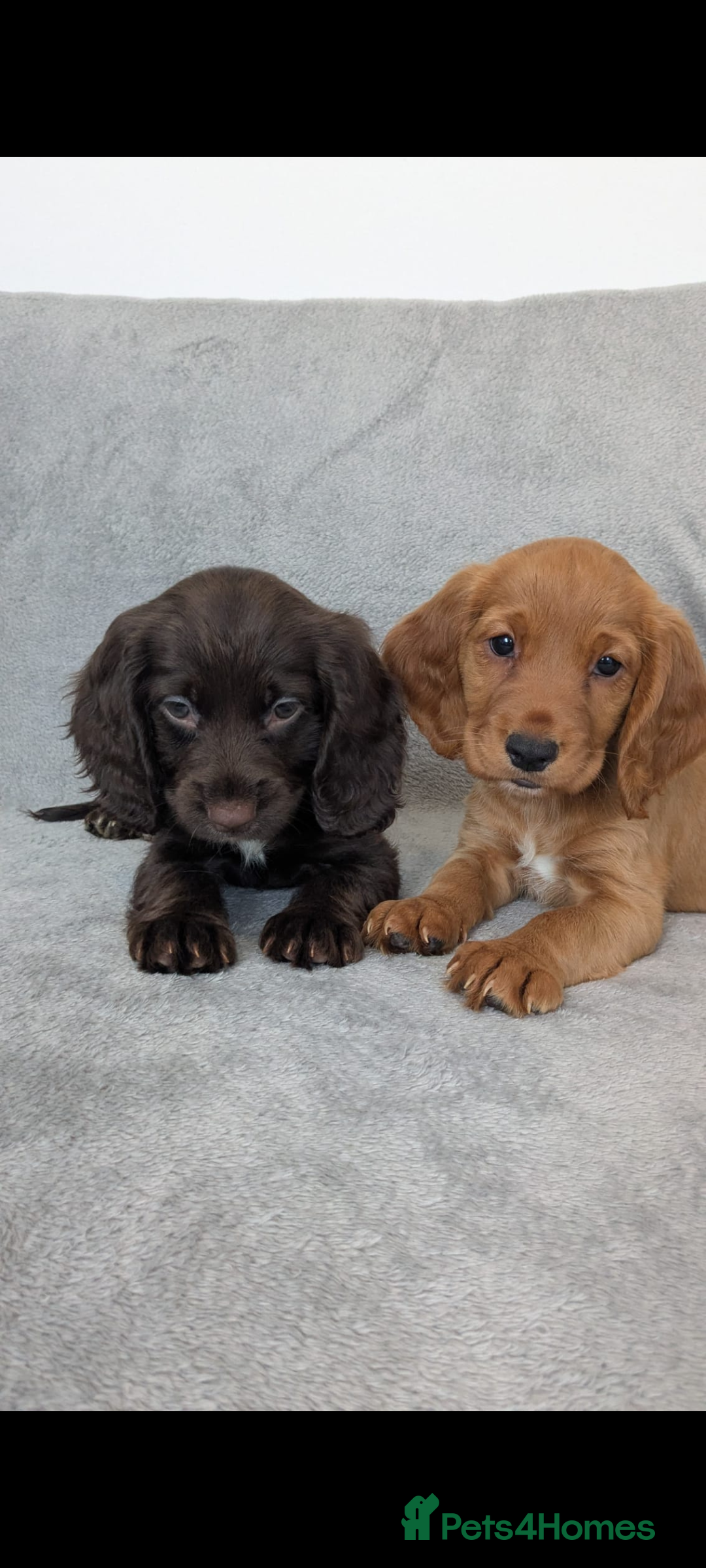 Cocker Spaniel dogs for sale: Beautiful Cocker Spaniel Puppies - Image 2