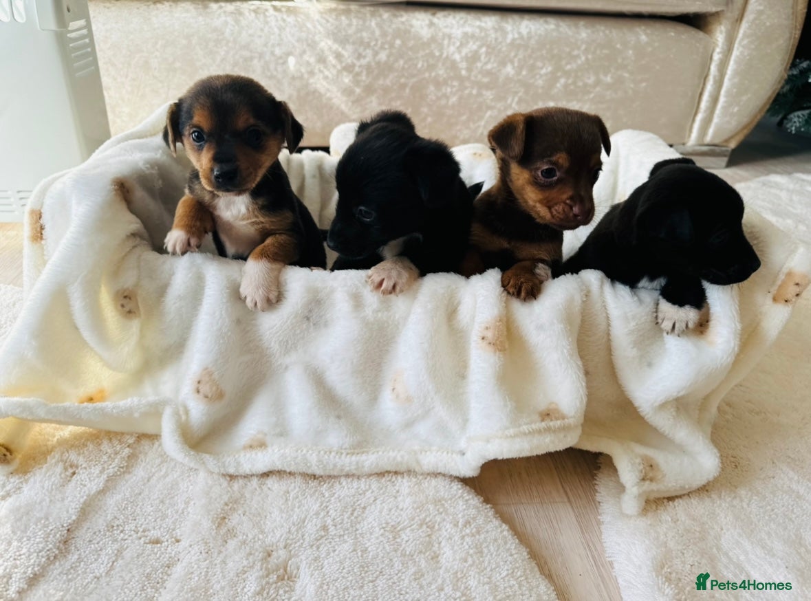 Patterjack dogs Beautiful patterjack puppies  - Advert 1