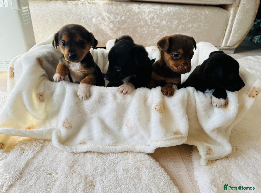 Patterjack dogs for sale: Beautiful patterjack puppies  - Advert 1