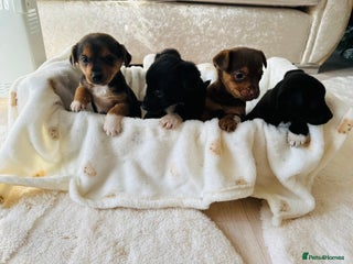 Patterjack dogs Beautiful patterjack puppies - Advert 1