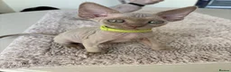 Devon Rex cats for sale: Price Reduced!TICARegisteredDevonRex lilac kittens - Advert 4