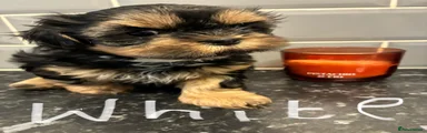 Shih Tzu 1