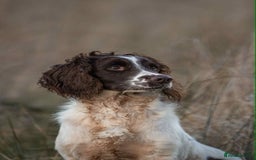 English Springer Spaniel dogs for sale: KC registered Springer spaniels puppies  - Image 14