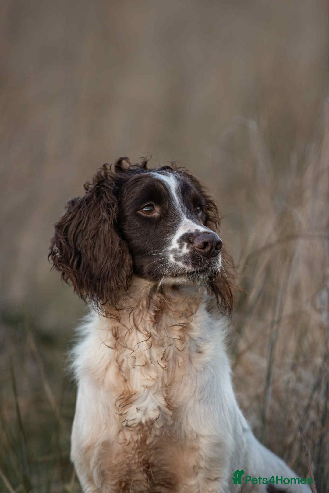 English Springer Spaniel dogs for sale: KC registered Springer spaniels puppies  - Image 14