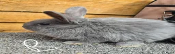 Mixed Breed rabbits for sale: Mixed breed rabbits  in Middlesbrough - Advert 9