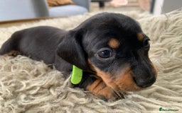 Miniature Dachshund dogs for sale: Quality KC Miniature Dachshund Puppies - Image 7