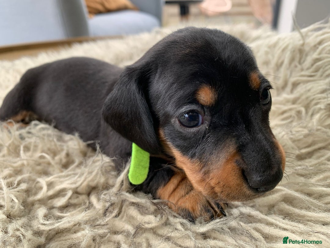 Miniature Dachshund dogs for sale: Quality KC Miniature Dachshund Puppies - Image 7