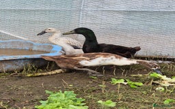 Ducks poultry for sale: Runner duck trio - Image 1