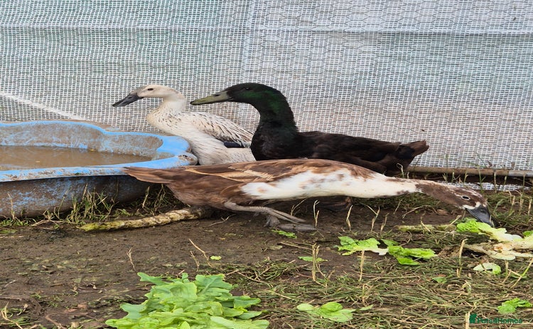 Ducks poultry - Advert 1