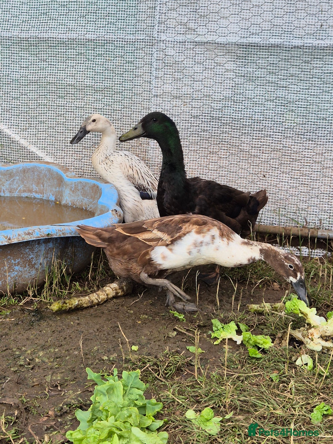 Ducks poultry for sale: Runner duck trio - Image 1