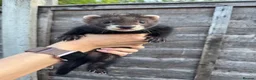 Ferret rodents for sale: Ferret kits  - Advert 1