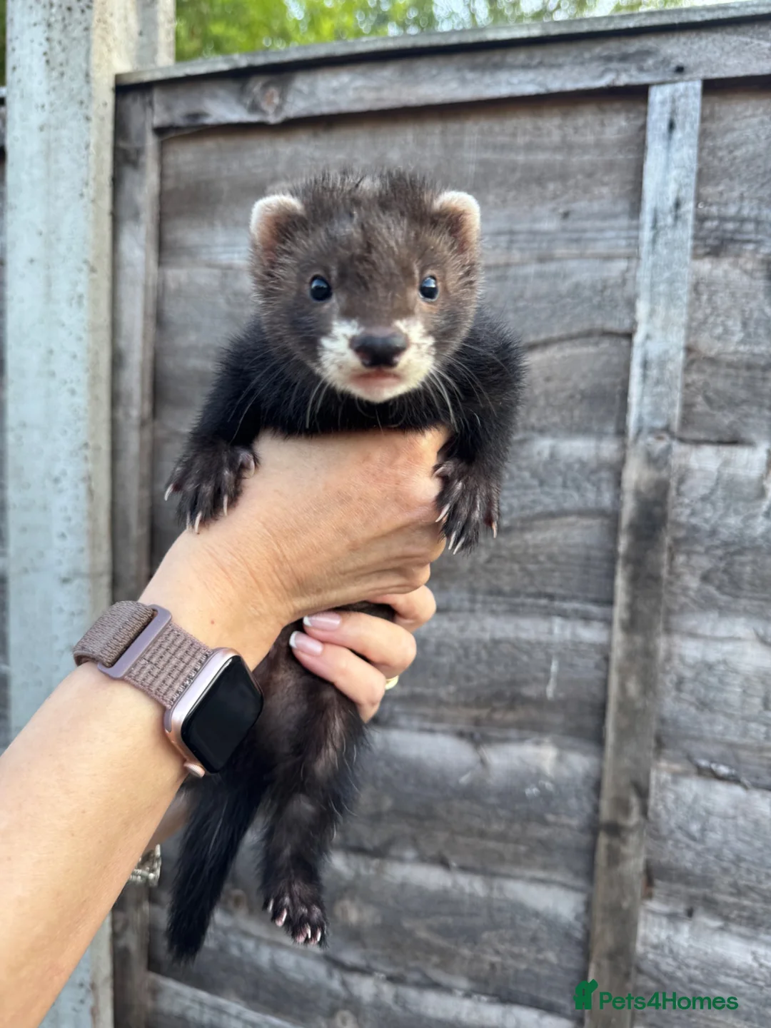Ferret rodents for sale: Ferret kits  - Advert 1