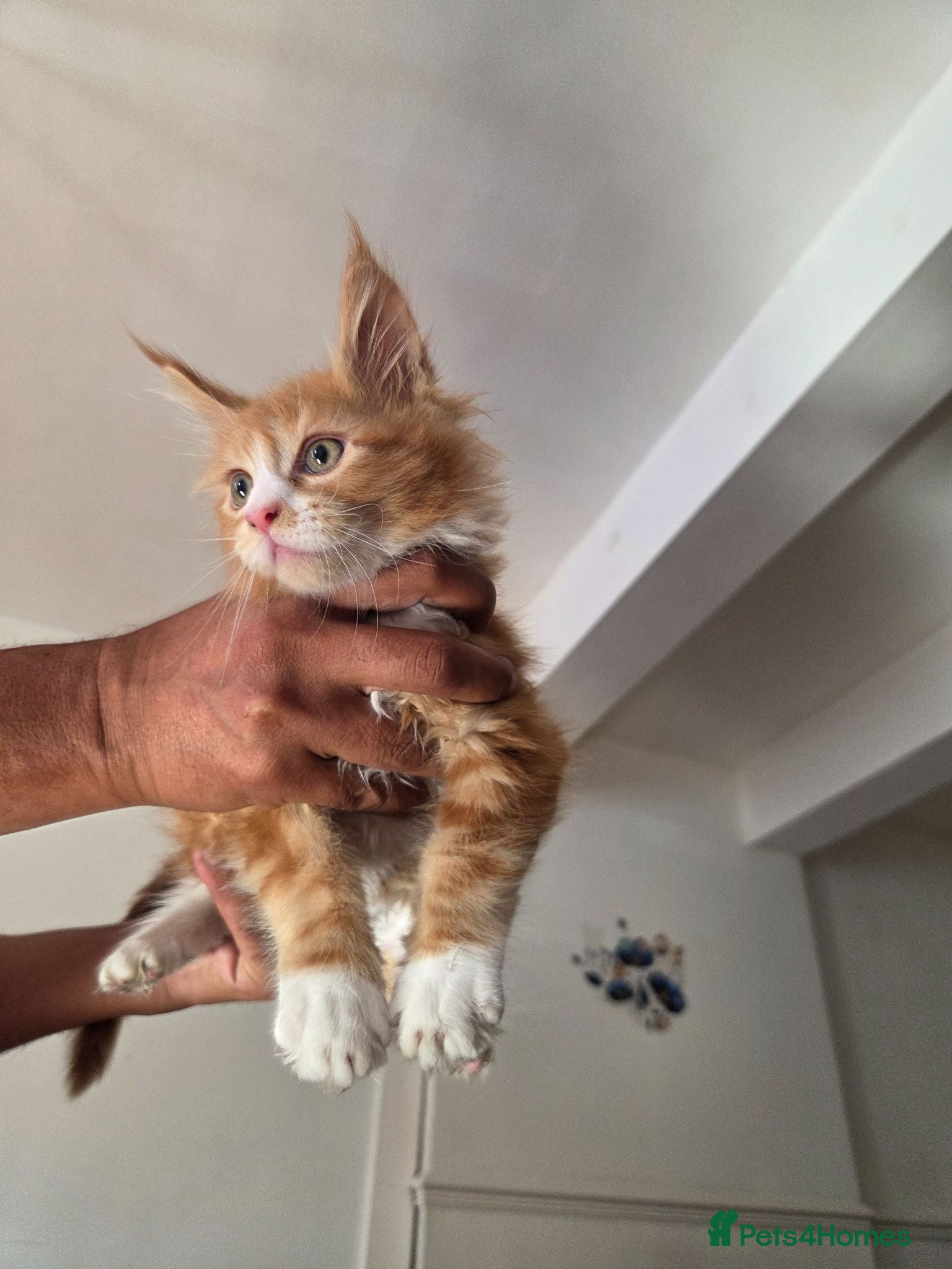 Maine Coon cats Maine Coon Kittens For Sale  - Advert 3
