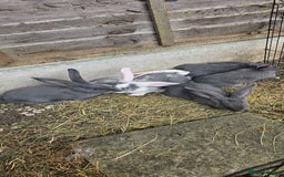 Continental Giant rabbits for sale: Merle colours  , rusian blue fur  - Image 26