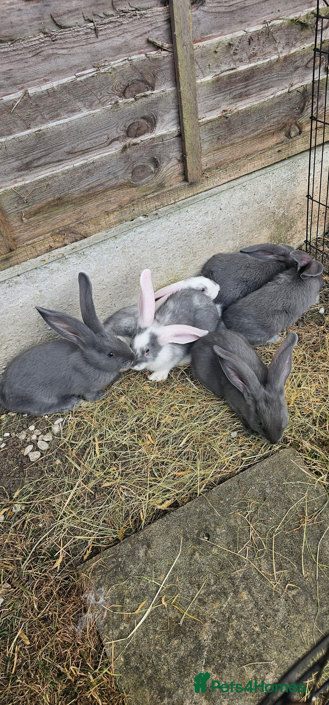 Continental Giant rabbits for sale: Merle colours  , rusian blue fur  - Image 26