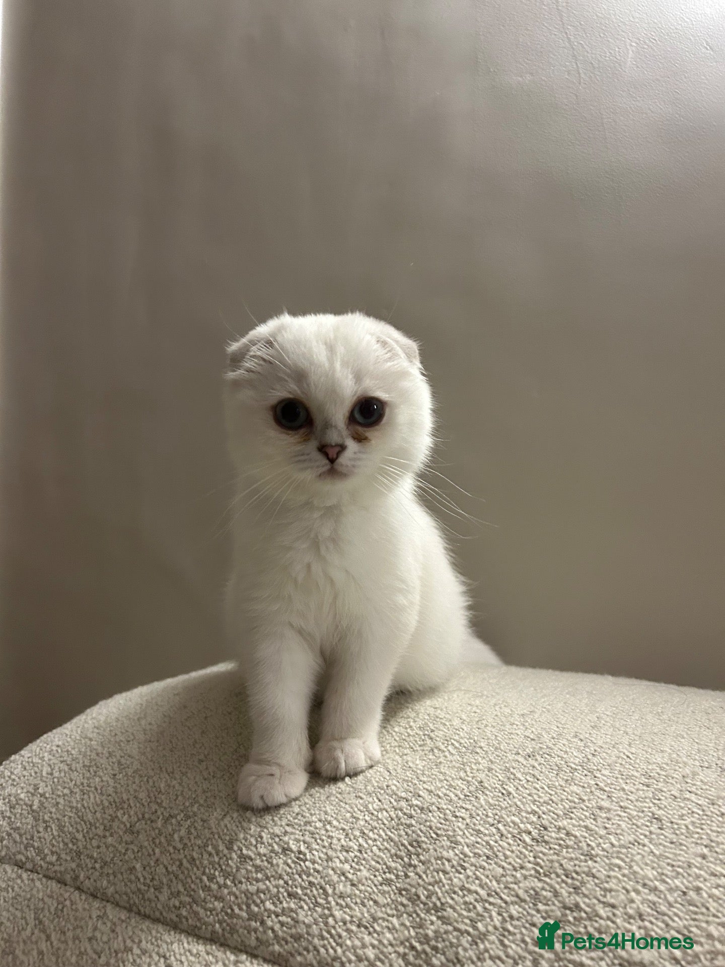 Scottish Fold cats White Scottish Fold Blue eyes - Advert 7