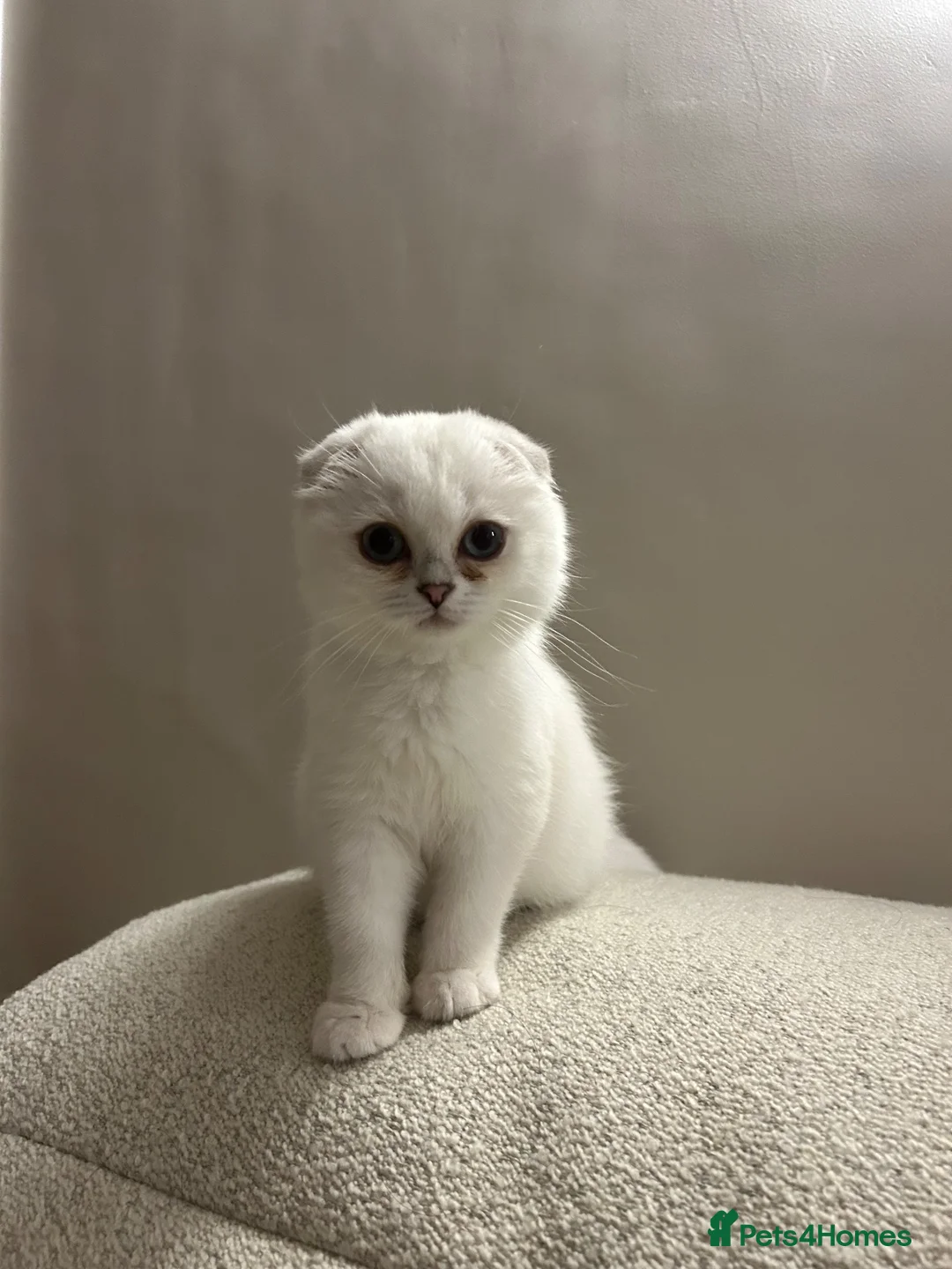 Scottish Fold cats for sale: White Scottish Fold Blue eyes - Advert 1