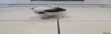 Shih Tzu 4