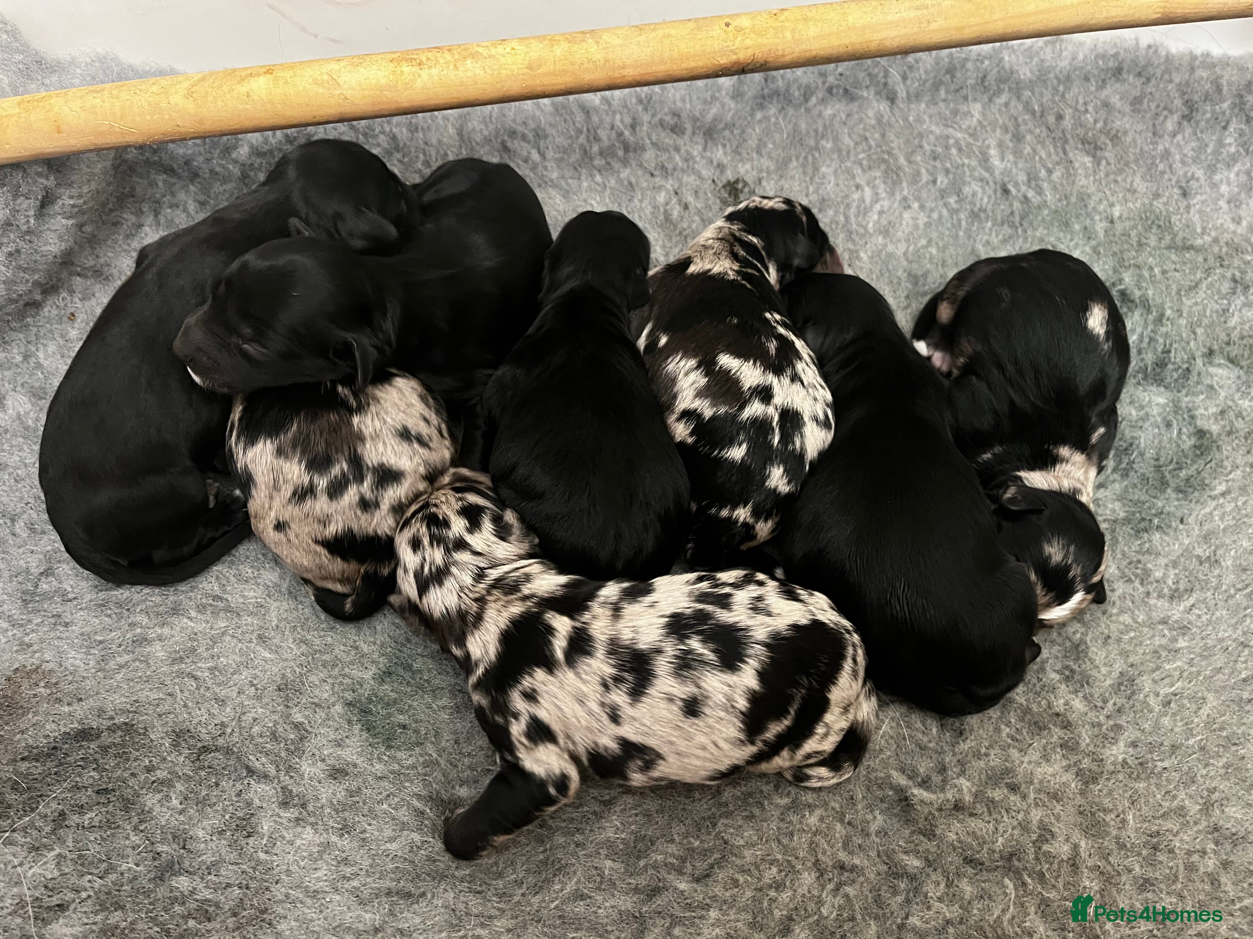 Bordoodle dogs Merle and Black & White Mini Bordoodles  in Market Harborough - Advert 4
