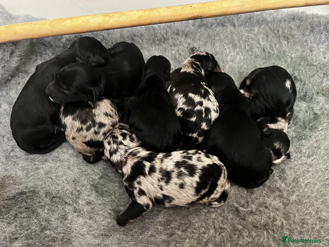 Bordoodle dogs for sale: Merle and Black & White Mini Bordoodles  in Market Harborough - Advert 1