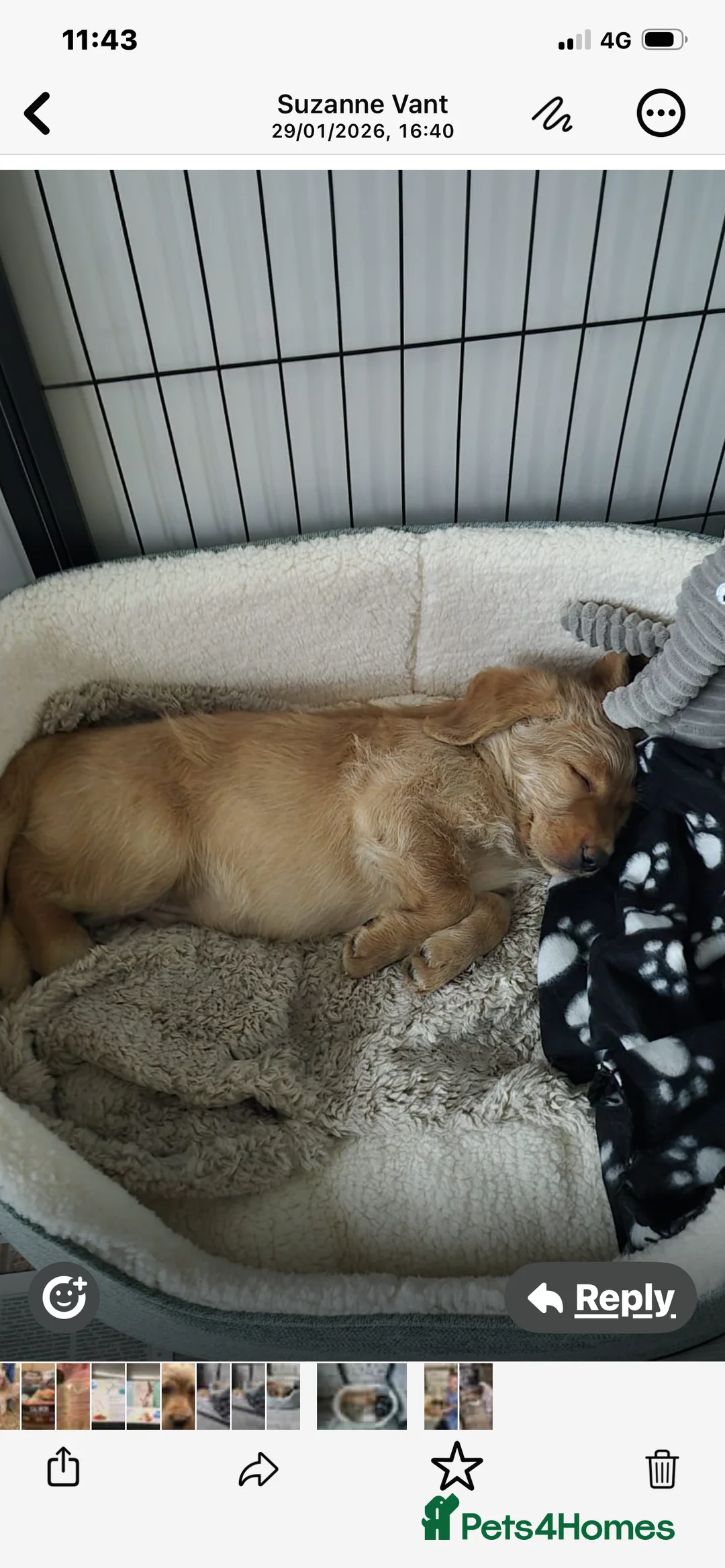 Labradoodle dogs for sale: F1 Red Miniature Labradoodles  - Advert 3