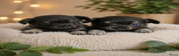 Chihuahua dogs for sale: Absolutely beautiful chihuahua puppies - Advert 1