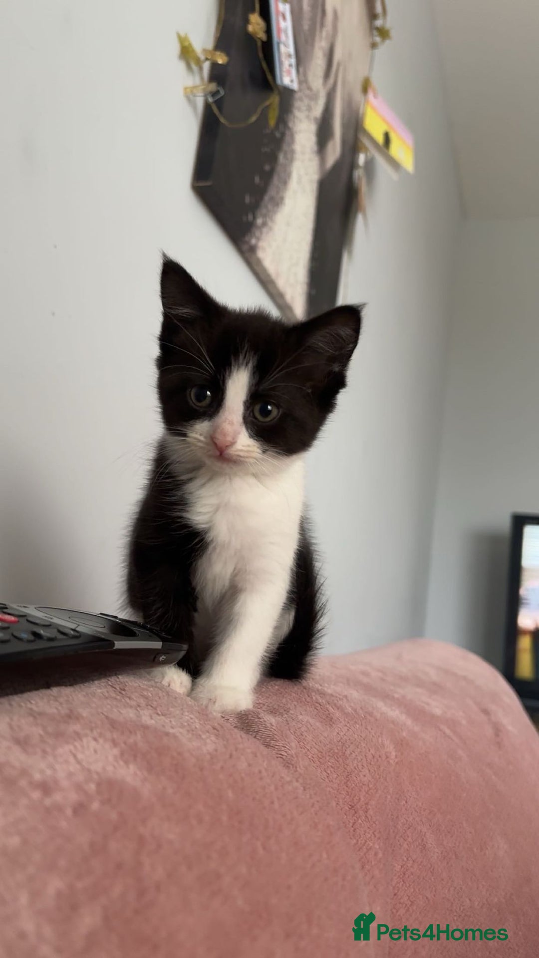 Mixed Breed cats for sale: Mixed breed kittens  - Advert 12