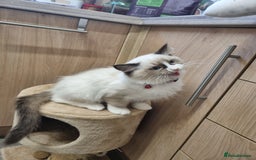 Ragdoll cats for sale: Bicolour Ragdoll Kitten  - Image 3