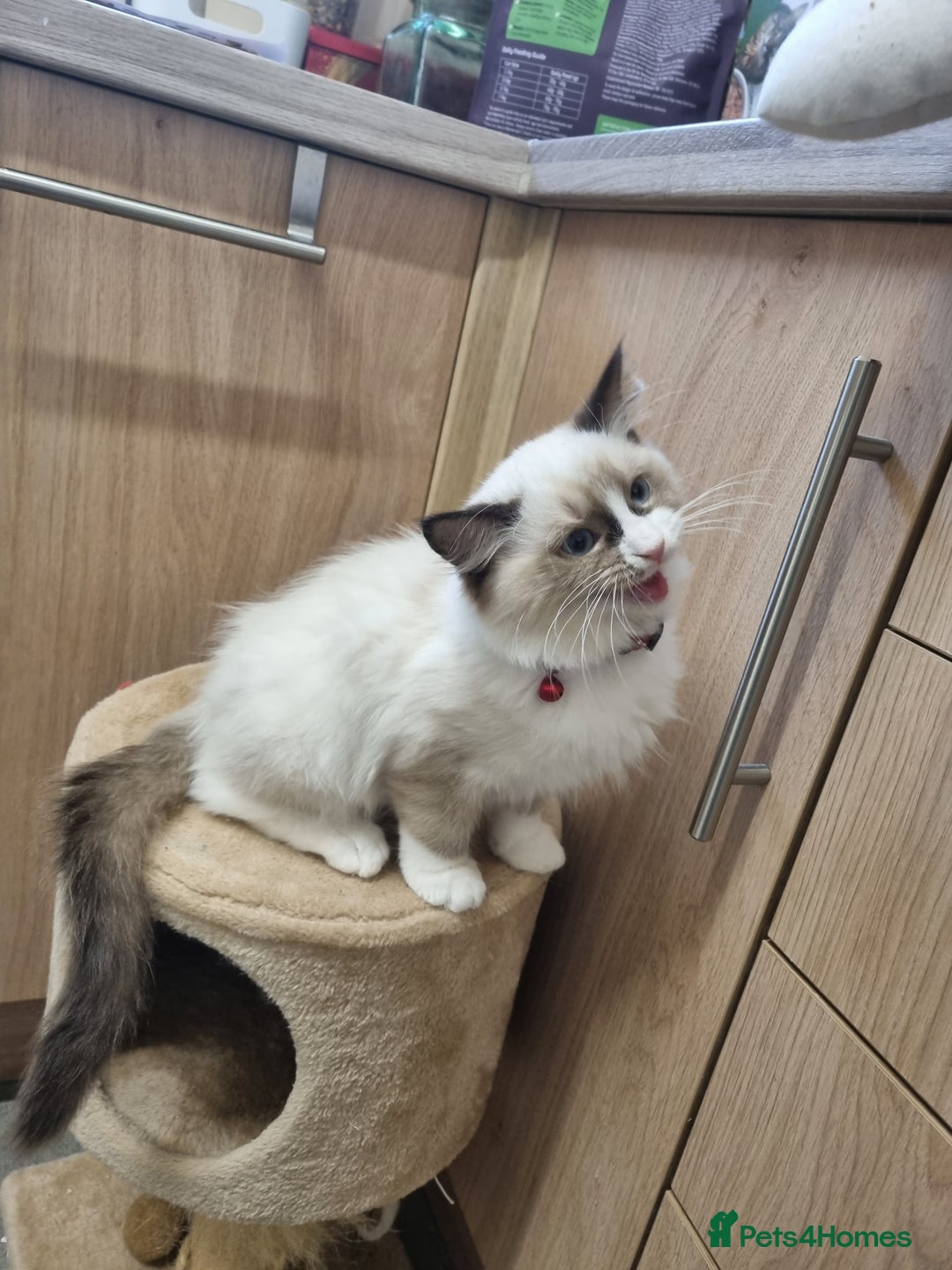 Ragdoll cats for sale: Bicolour Ragdoll Kitten  - Image 3