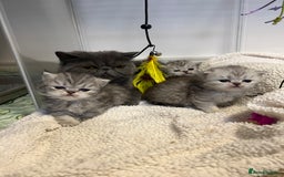 Persian cats for sale: Beautiful Persian x Exotic Kittens - Now Ready! - Image 16
