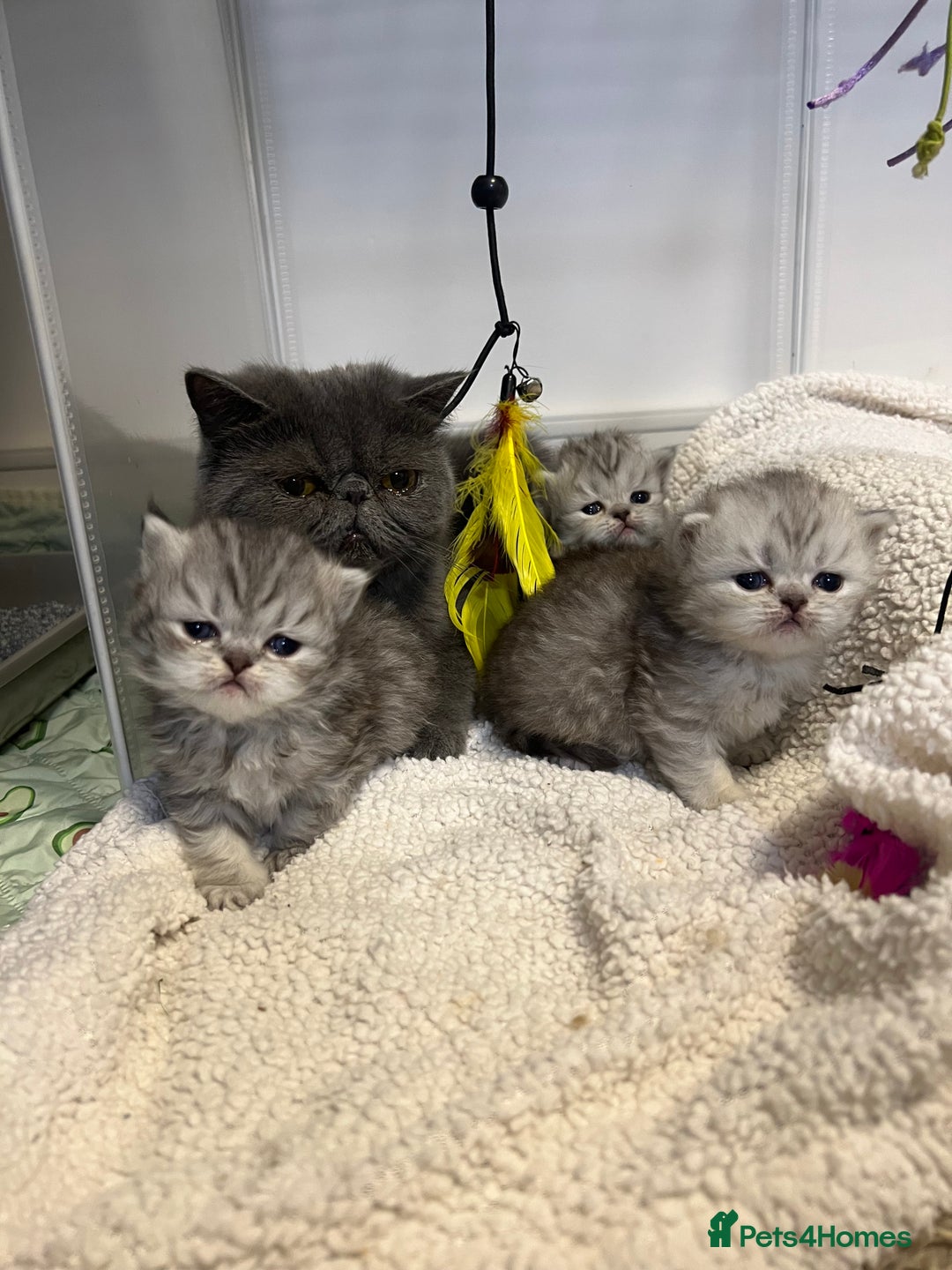 Persian cats for sale: Beautiful Persian x Exotic Kittens - Now Ready! - Image 16