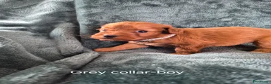 Cockapoo 2