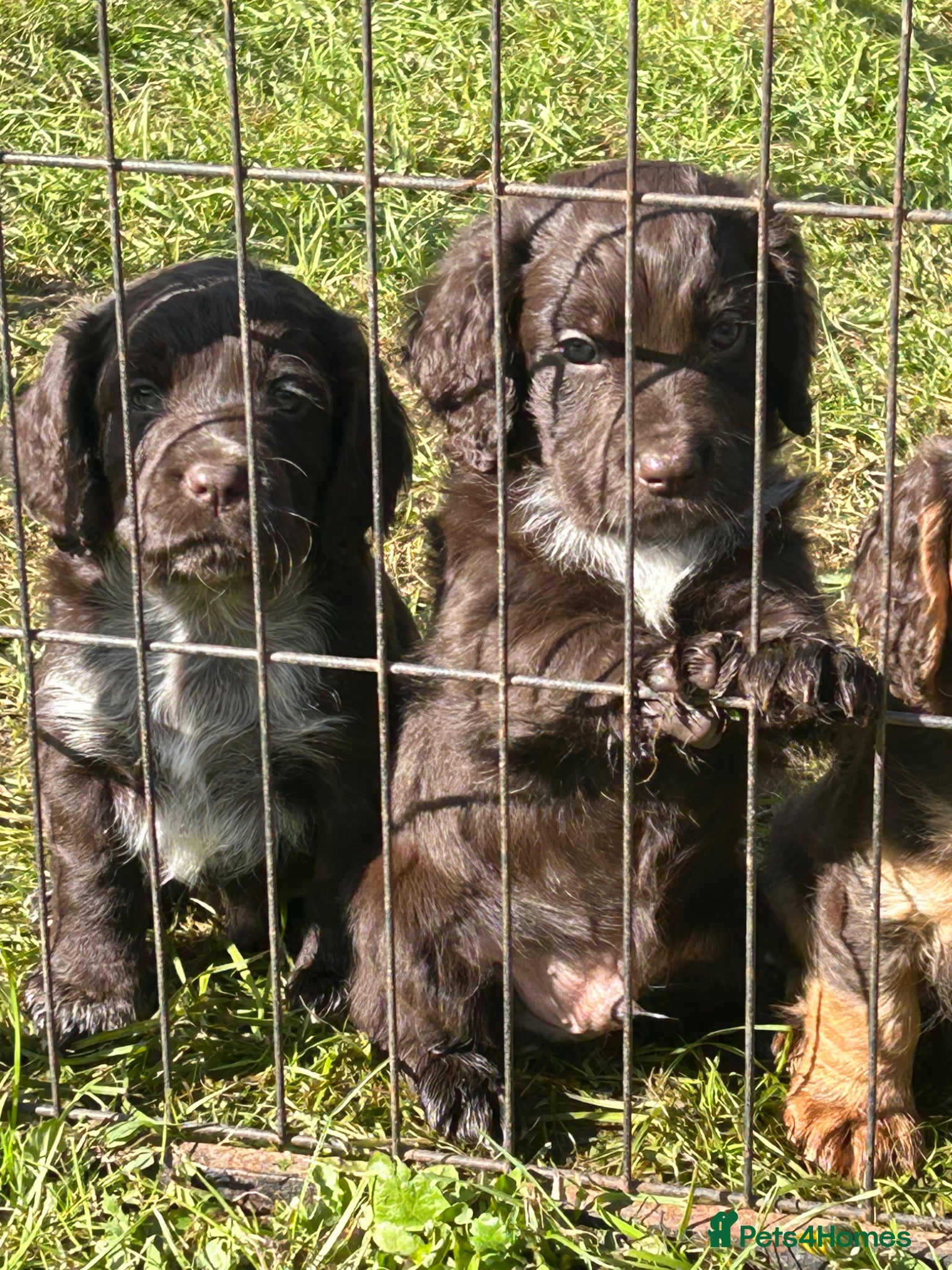 Cocker Spaniel dogs Working cocker spaniel pups - Advert 13