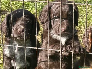 Cocker Spaniel dogs Working cocker spaniel pups - Advert 13