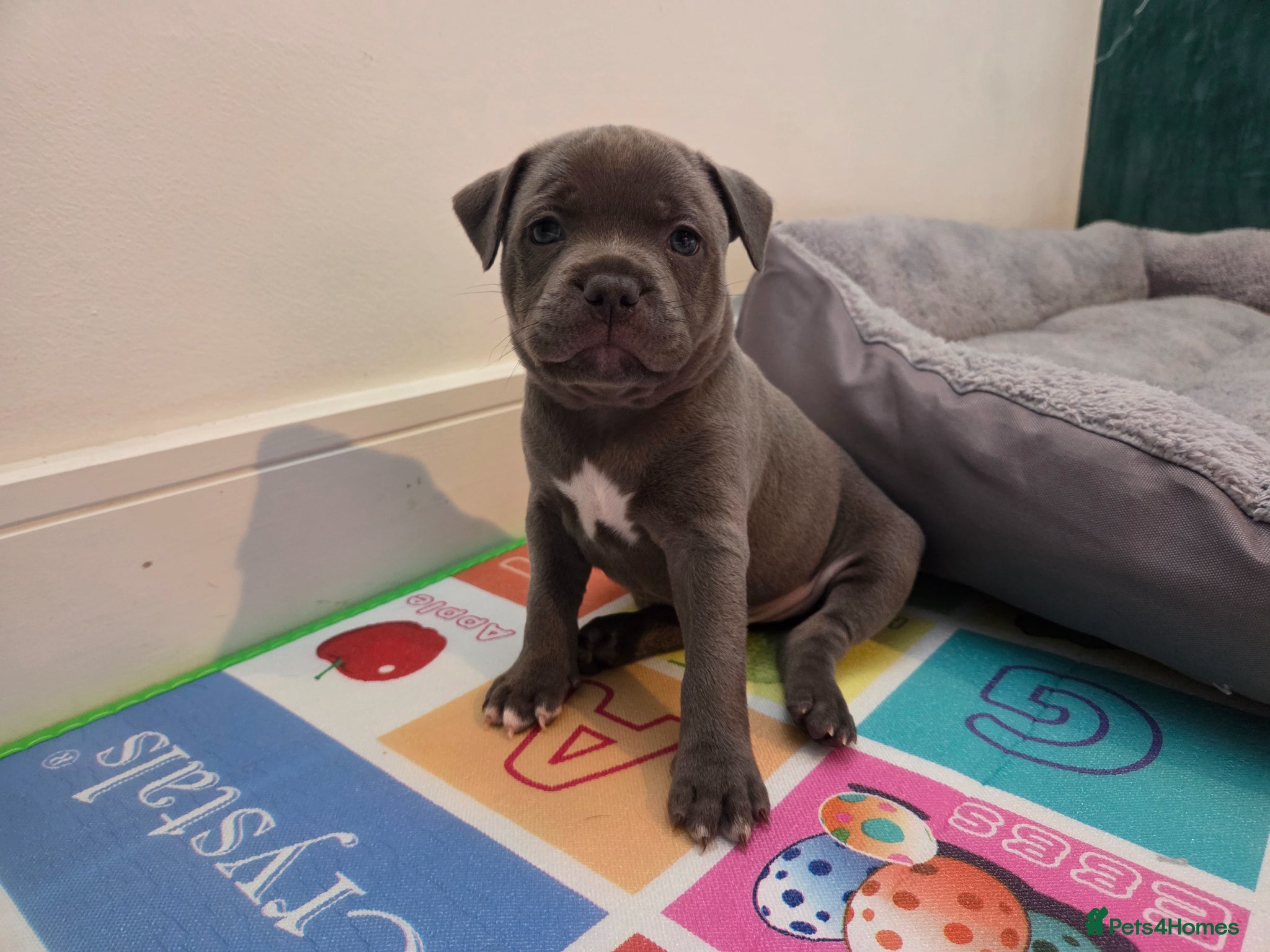 Staffordshire Bull Terrier dogs KC champ Staffies - Advert 14