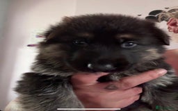 German Shepherd dogs for sale: Two kc reg health tested gsd females  - Image 3