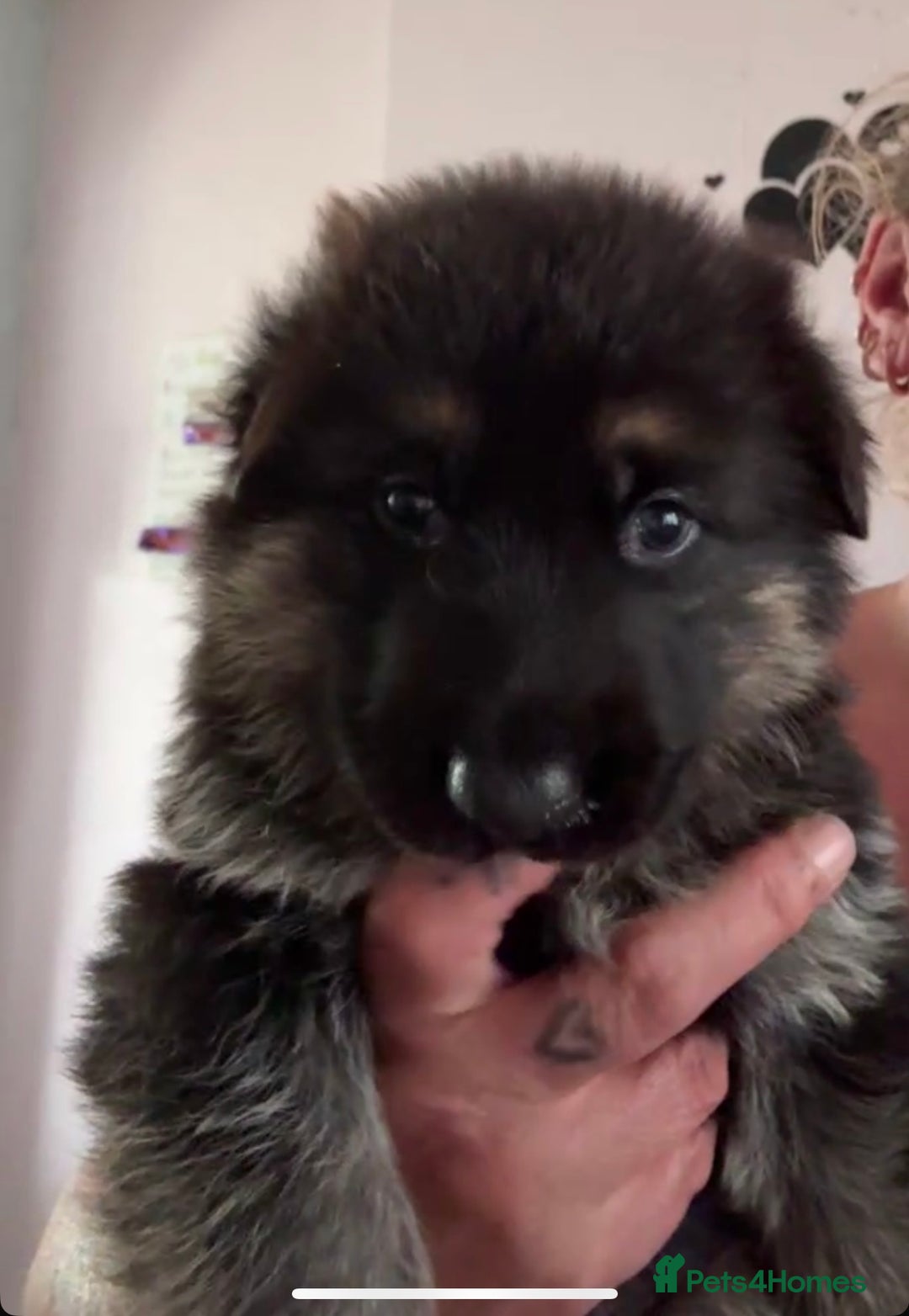 German Shepherd dogs for sale: Two kc reg health tested gsd females  - Image 3