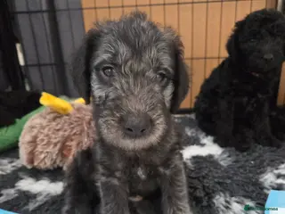 Bedlington Terrier dogs KC Reg Bedlingtons *2 boys remaining *REDUCED* - Advert 1