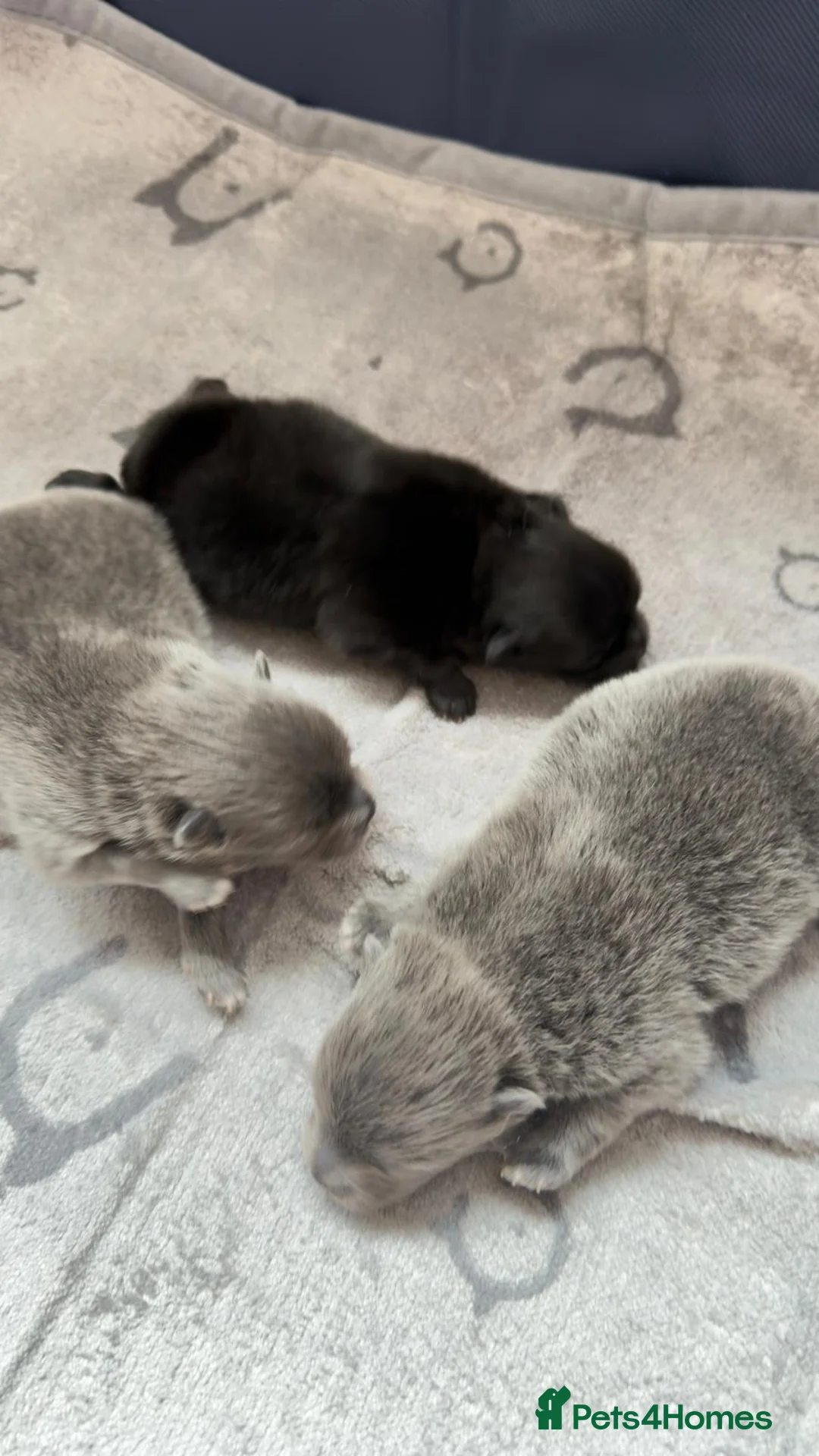 Pomeranian dogs for sale: Beautiful and rare mini Pomeranian puppies   - Advert 5