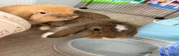 Mini Lion Lop rabbits for sale: 2 x Female Mini Lion Lop’s in Barry - Advert 10