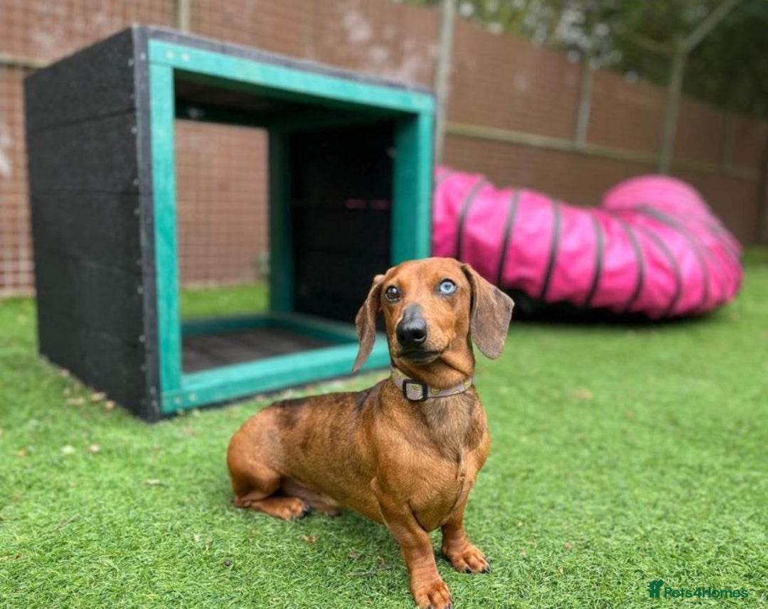 Miniature Dachshund dogs for sale: Stunning miniature daschund puppies  - Image 15