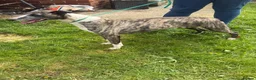 Mixed Breed dogs for sale: Whippet x lurcher pups in Stanley - Advert 28