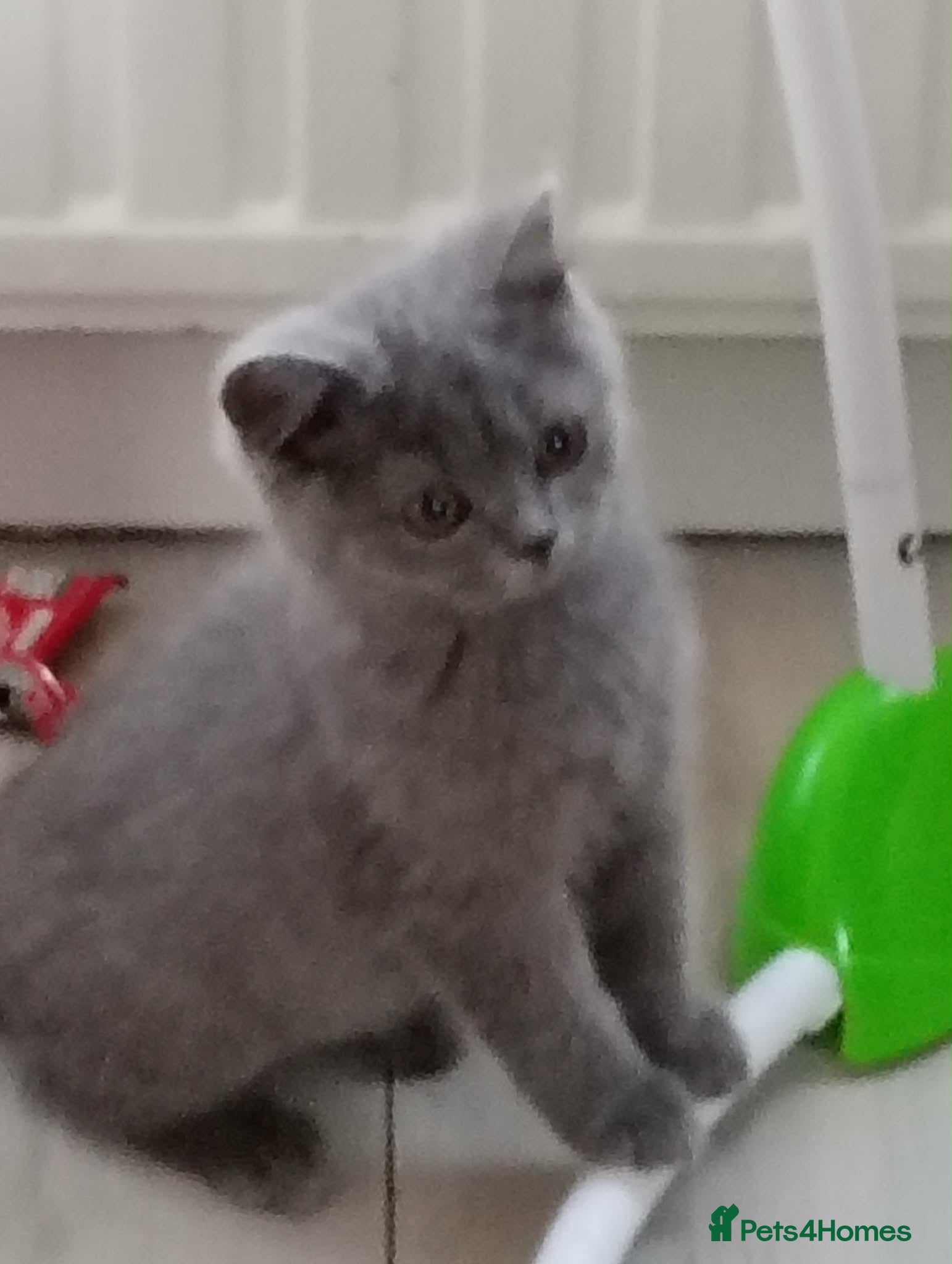 British Shorthair cats British blue short hair - Advert 1