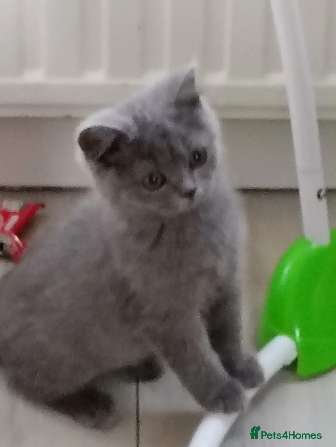 British Shorthair cats for sale: British blue short hair - Advert 1