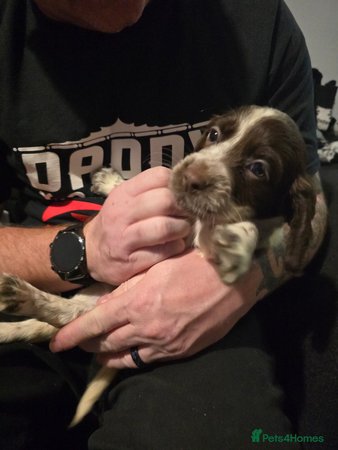 Sprocker dogs for sale: 3 female sprocker puppies - Advert 3