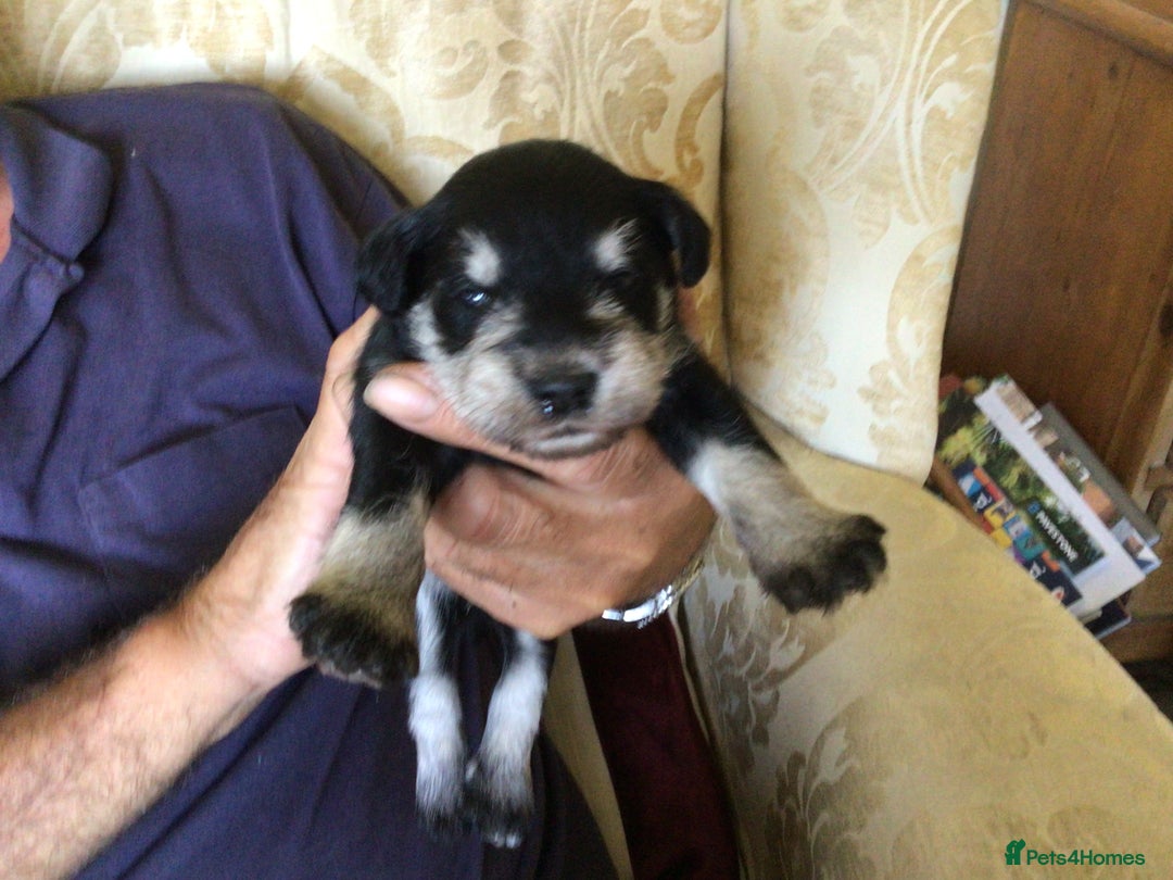 Miniature Schnauzer dogs for sale: Fully Health Tested KC Reg Mini Schnauzer pups - Image 5